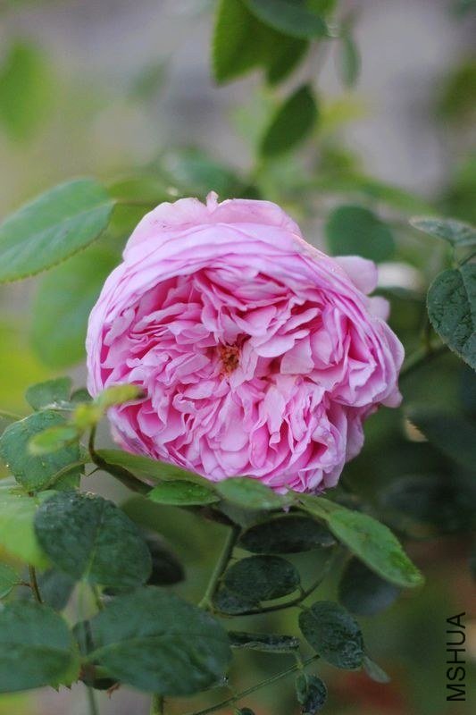 ���ɾ���13 of lanshan56.jpg