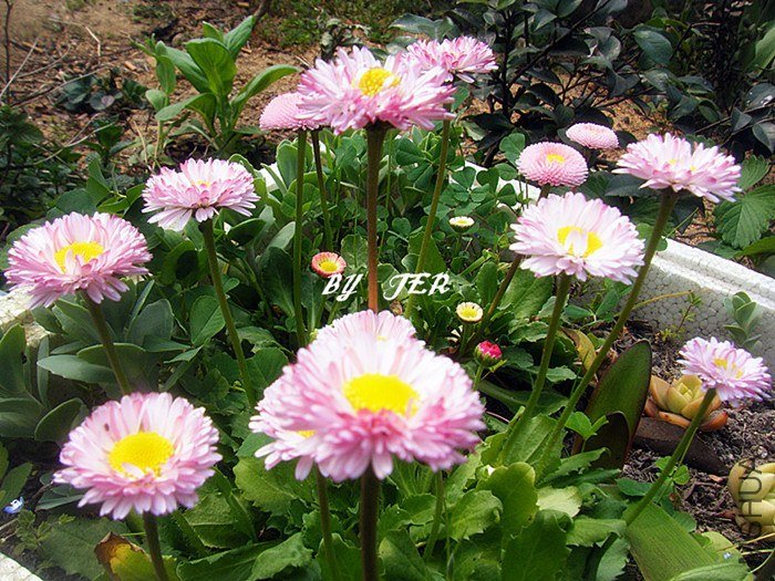 DSCF2711_����.jpg