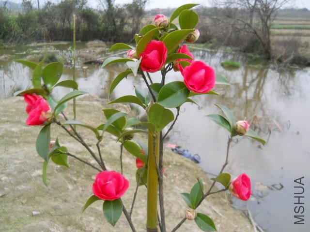 DSCN0992.JPG