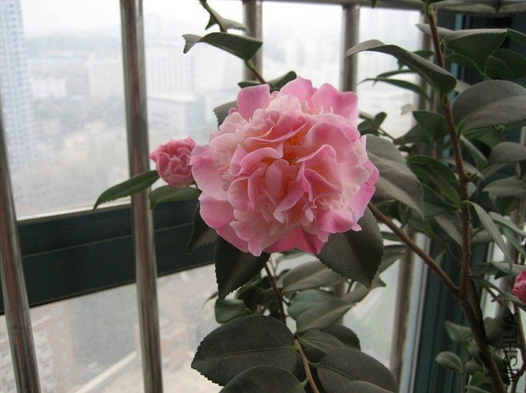 IMG_1596.JPG