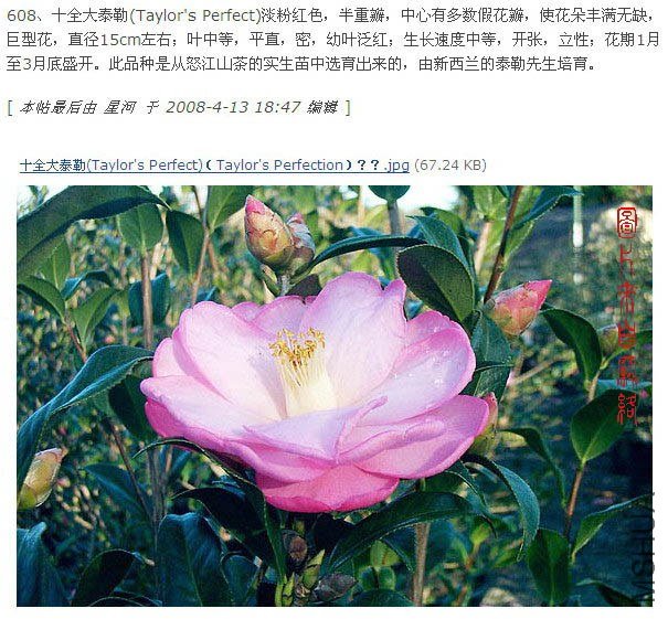 608��ʮȫ��̩��(Taylor\'s Perfect).jpg