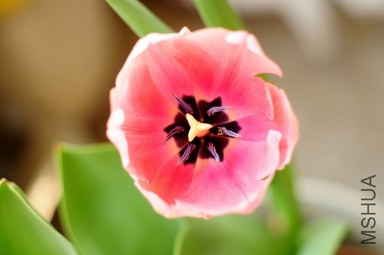 DSC_9123 (550x365).jpg
