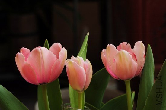 DSC_9006 - ���� (550x365).jpg