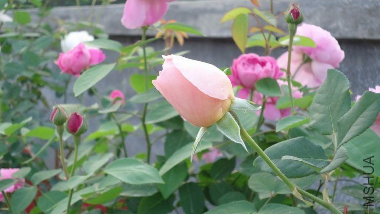 DSC02902.JPG