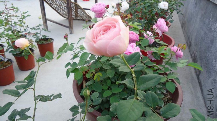 DSC02924.JPG