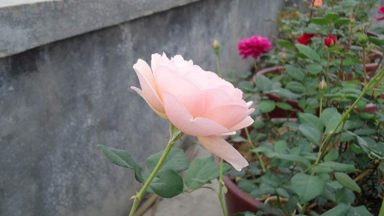 DSC02992.JPG