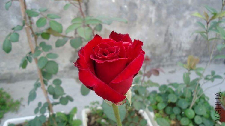 DSC02949.JPG