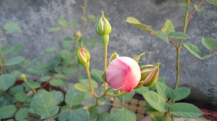 DSC03010.JPG