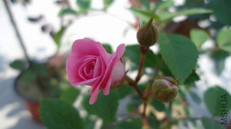 DSC02999.JPG