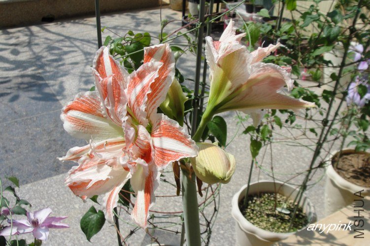 nEO_IMG_DSC09994.jpg