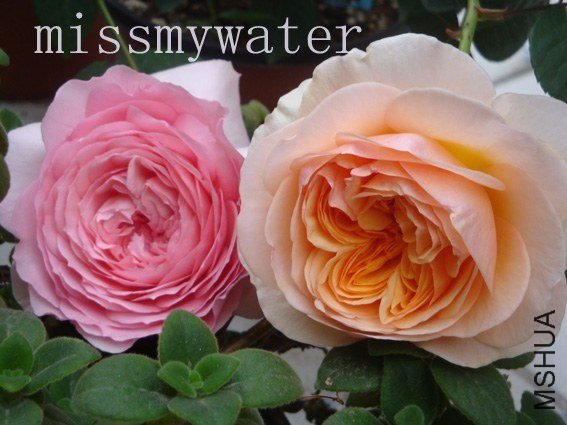 ����Ҷ ���D2 of missmywater.jpg