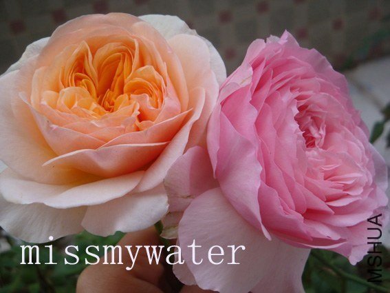 ����Ҷ ���D3 of missmywater.jpg