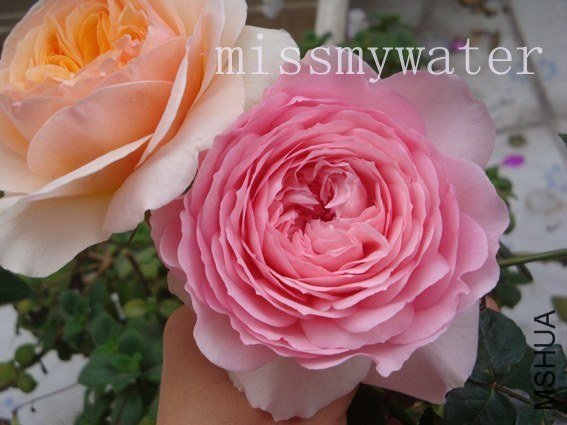 ����Ҷ ���D4 of missmywater.jpg