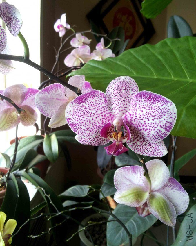 ������۲�һ�¡���Ư����