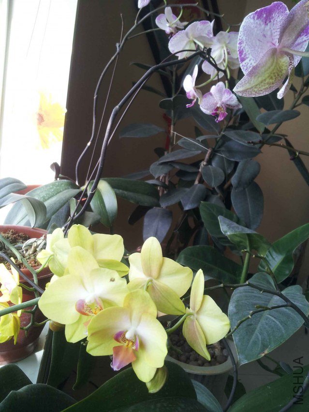 �����ա�