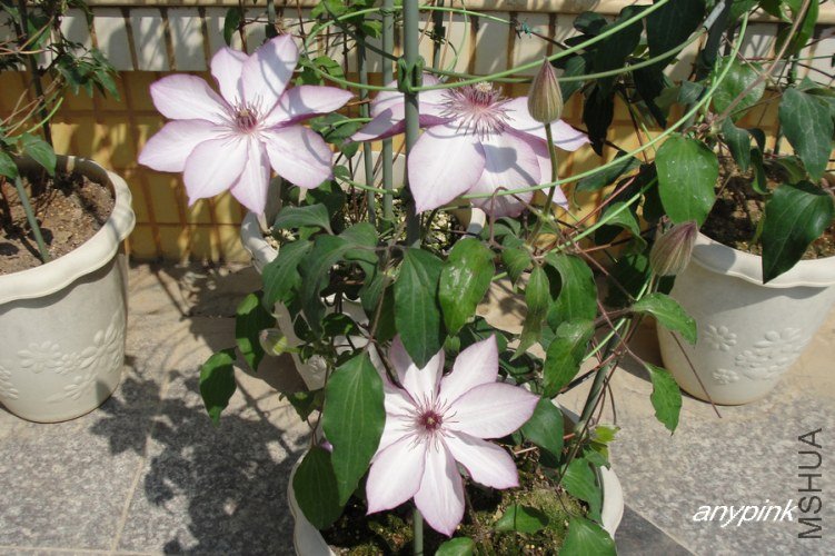 nEO_IMG_DSC09976.jpg