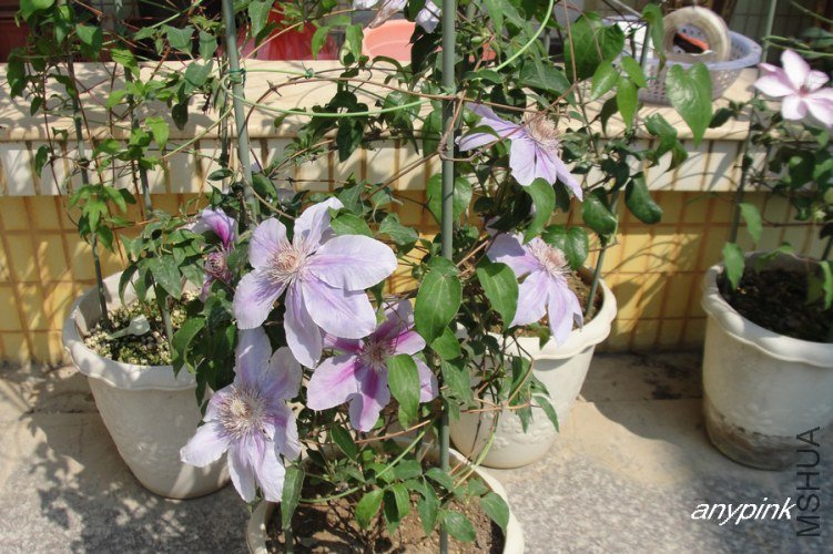 nEO_IMG_DSC09972.jpg