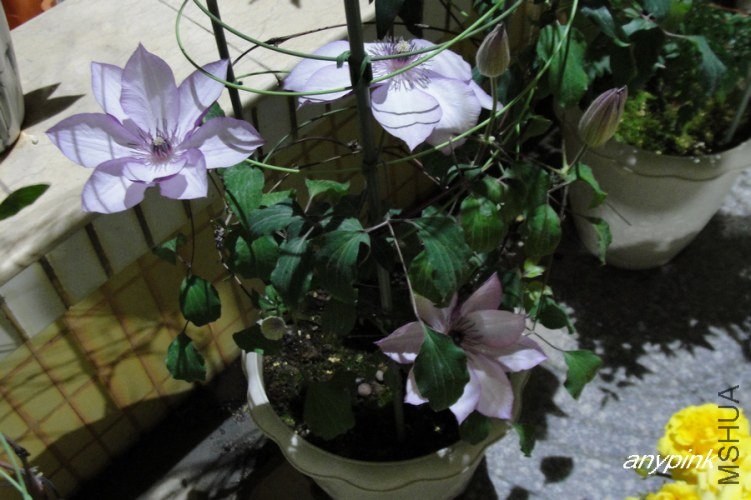 nEO_IMG_DSC00050.jpg