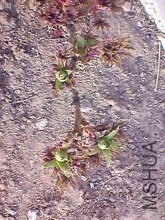 130311A095.jpg