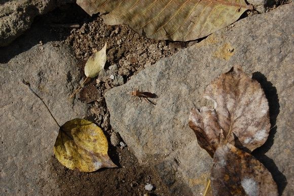 С��