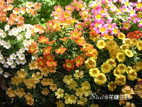 ��ֲ������ OB.jpg