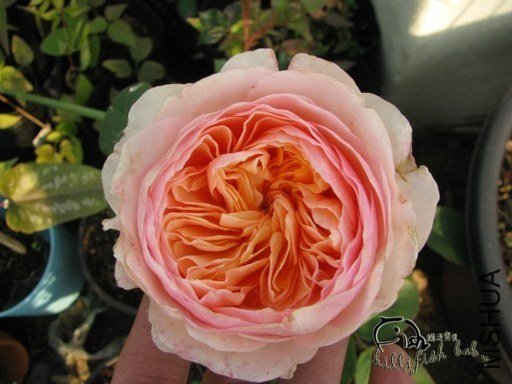 ����Ҷ5 of ���㱦��.jpg