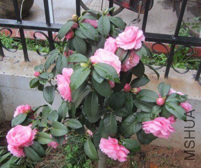 ����ŵ�֪�����������������