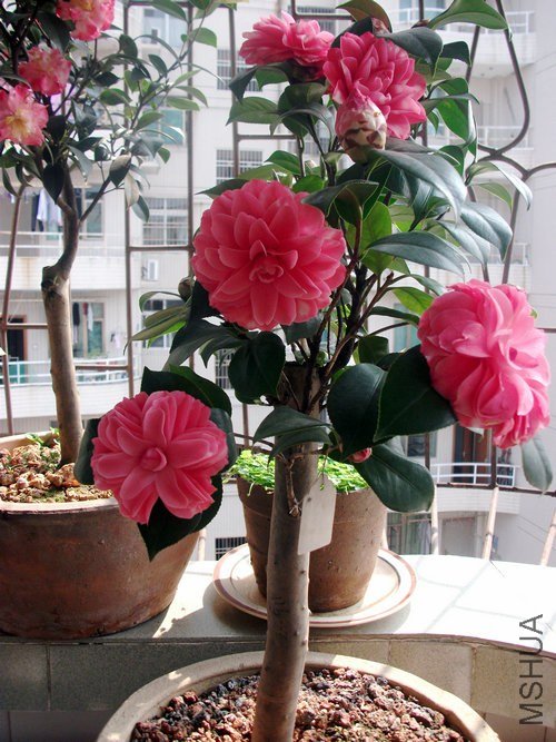 DSCF3185.jpg