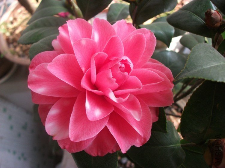 DSCF3136.jpg