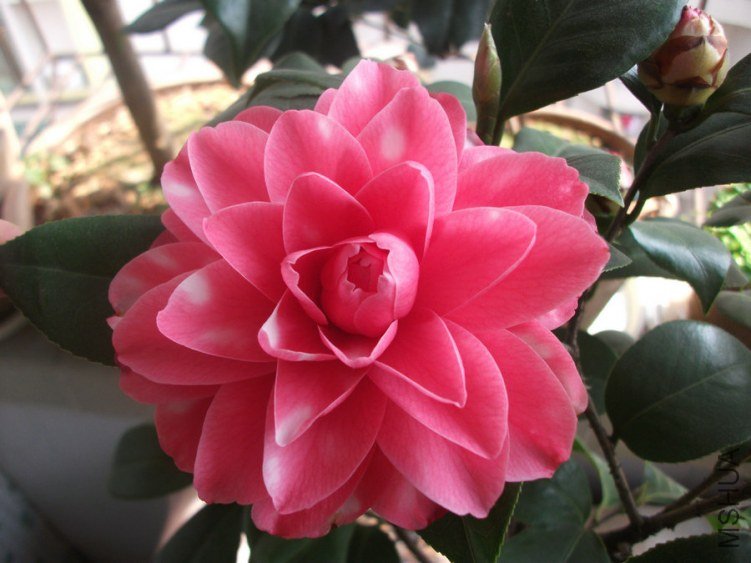 DSCF3139.jpg