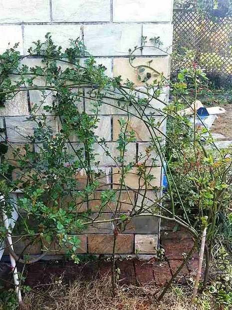 ������צ������