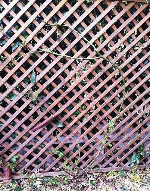 ������һ��ͷ������