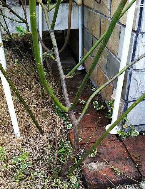 ÿ����֧���ܽ�ʵ���Ƿ���Ҫ�޼��أ������ĳ����Ƿ���ܣ�