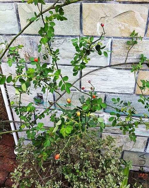 ��������֦���Ƿ񻹻Ὺ������Ҫ�޼���