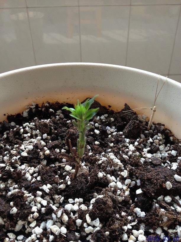 ���տ���