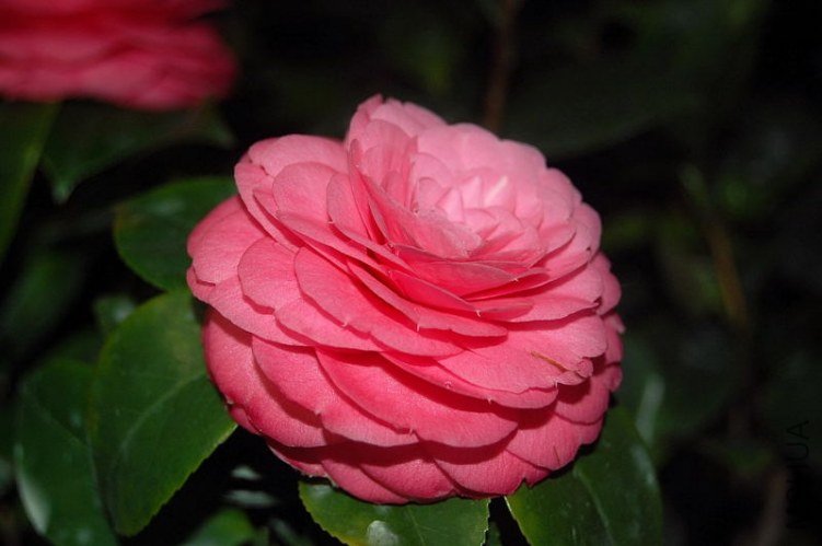 DSC_01600160.JPG