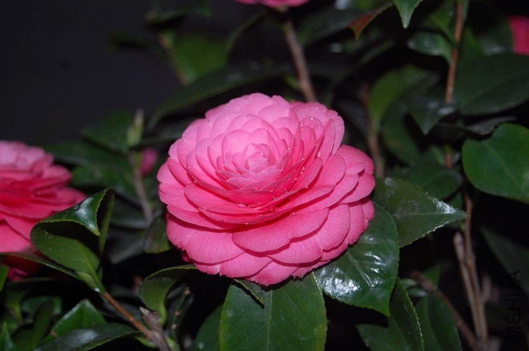 DSC_01500150.JPG