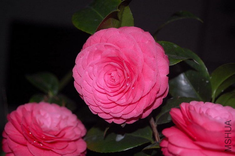DSC_01340134.JPG
