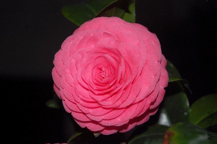 DSC_01310131.JPG