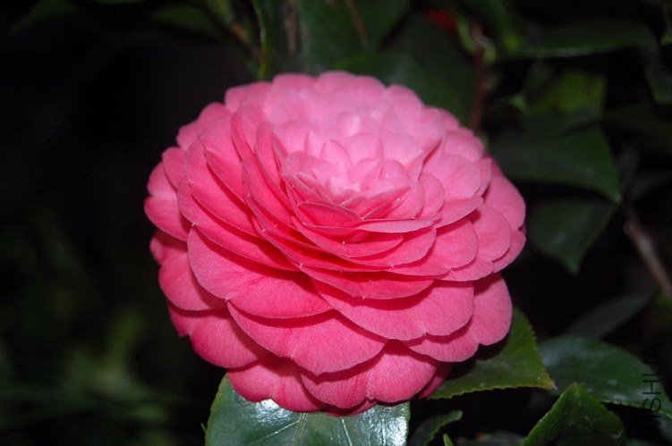 DSC_01440144.JPG