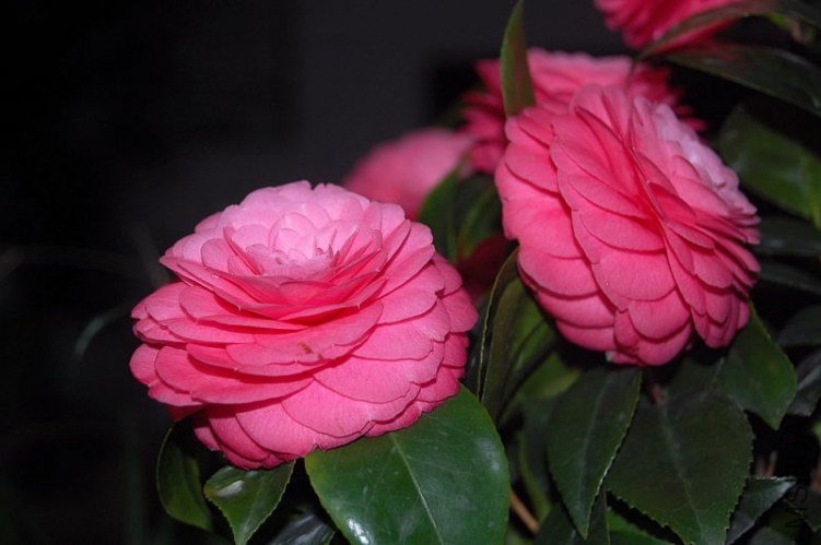 DSC_01370137.JPG