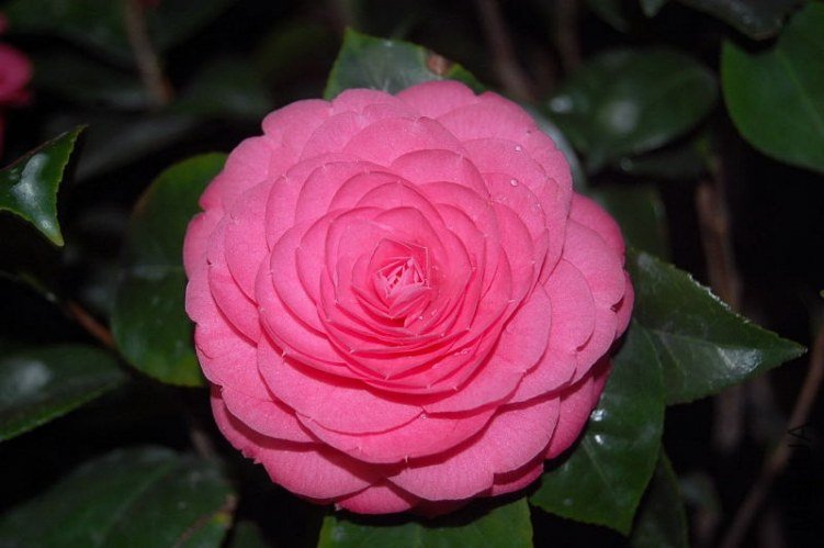 DSC_01510151.JPG