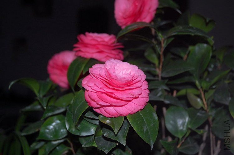 DSC_01490149.JPG