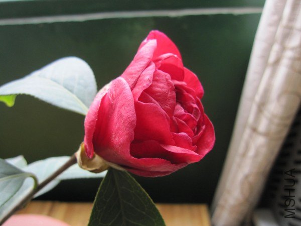 IMG_9975.jpg