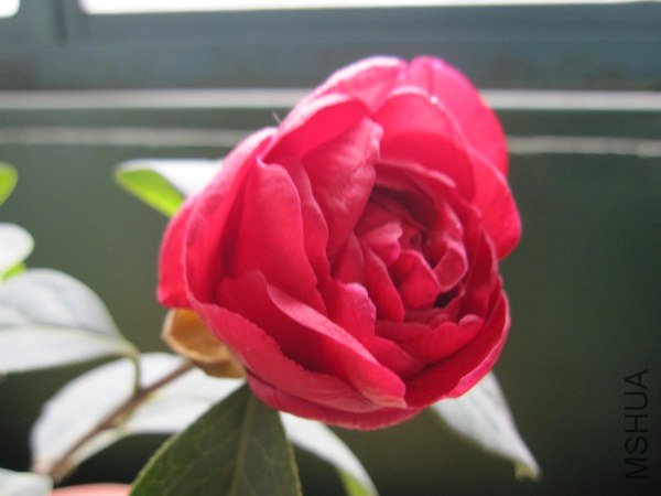 IMG_9979.jpg