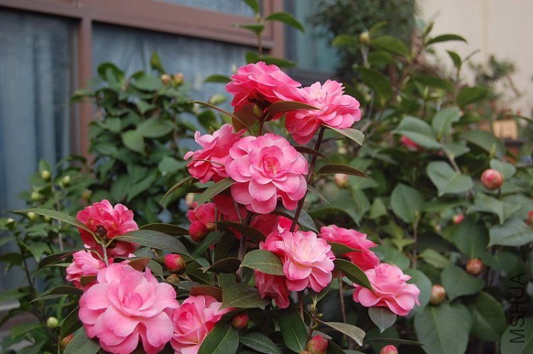 DSC_01170117.JPG