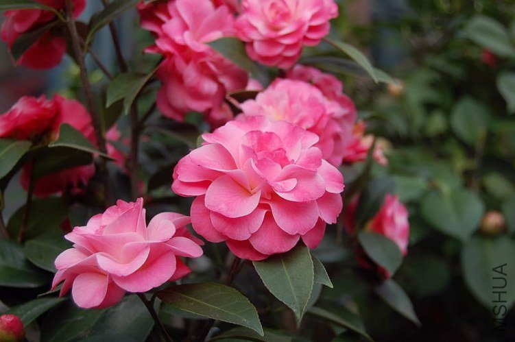 DSC_01230123.JPG