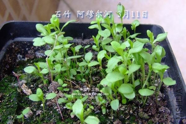 ʯ�� ���¶���2013-0311(007).jpg