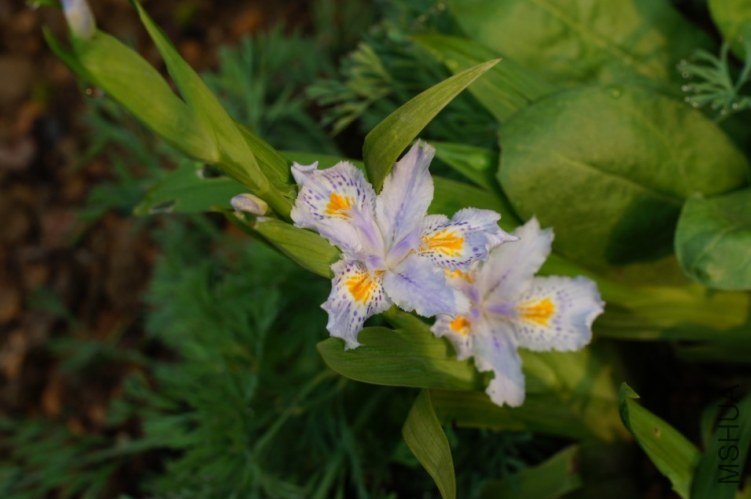 iris.jpg