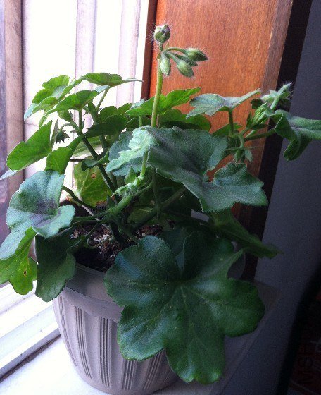 Mexica Nealit 0501.jpg